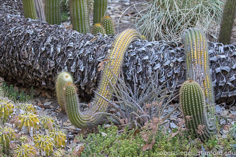 arizona garden